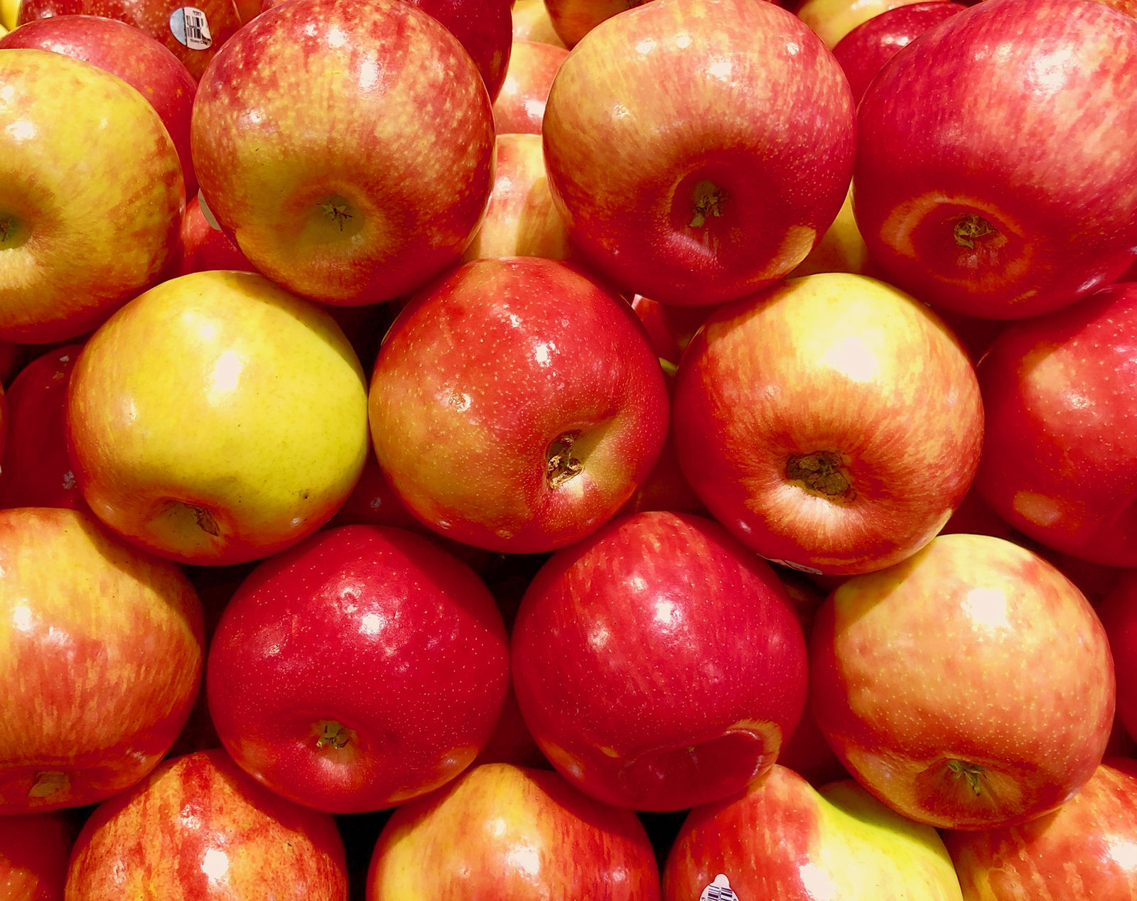 Honeycrisp
